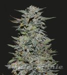 KALASHNIKOV SEEDS - BOY SCOUT COOKIES