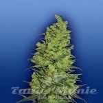 FLYING DUTCHMEN - Templae Haze