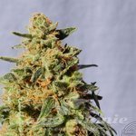 KANNABIA SEED - White Domina