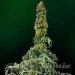 SEEDSMAN - Auto Sweet Tooth