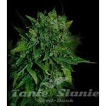 VIP SEEDS - VIP Auto