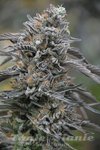 HUMBOLDT SEED - Black D.O.G.