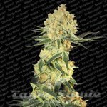 PARADISE SEEDS - Auto Wappa
