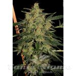 PARADISE SEEDS - Nebula II CBD