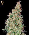 GREEN HOUSE SEEDS - Green-O-Matic
