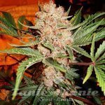 NIRVANA - Bubblelicious Auto