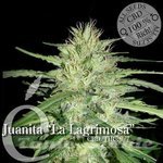 ELITE SEEDS - Juanita"La Lagrimosa"