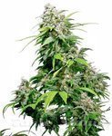 SENSI SEEDS - California Indica