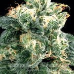 AMARANTA SEEDS - Power Plant