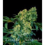 VIP SEEDS - Chingis Khan