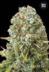 BULK SEED BANK - Moby Big