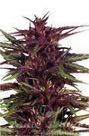 DUTCH PASSION - Twilight®
