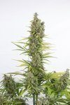DINAFEM - Amnesia Auto CBD