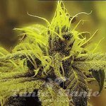 SAGARMATHA - Honolulu Haze