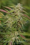 HUMBOLDT SEED - Purple Trainwreck