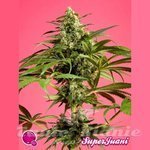 PHILOSOPHER SEEDS - SugarJuani