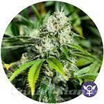 THE BULLDOG SEEDS - White Widow Xtrm