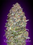 ADVANCED SEEDS - Auto NYC Diesel