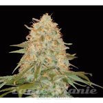 DNA GENETICS - LA Chocolat