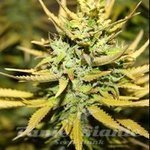 710 GENETICS - Solace