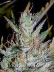 MEPHISTO GENETICS - Hubbabubbasmelloscope