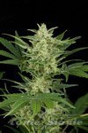 ! Critical Auto