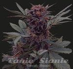 KALASHNIKOV SEEDS - BABUSHKA BLACK AUTO