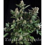 PYRAMID SEEDS - White Widow