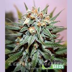 BOMB SEEDS - Hash Bomb
