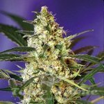 SWEET SEEDS - Fast Bud