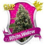 ROYAL QUEEN SEEDS - White Widow®