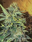 SEEDSMAN - Jack Herer Fast
