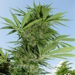 FEMALE SEEDS - Easy Sativa