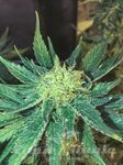 SEEDSMAN - White Widow Fast