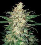WORLD OF SEEDS - Sweet Coffee Ryder