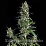 PYRAMID SEEDS - Auto Amnesia Gold