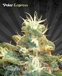 AUTO SEEDS - Polar Express