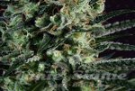 GENOFARM - Golden Berry