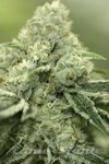 DEVIL'S HARVEST - Rollex OG Kush