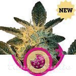 ROYAL QUEEN SEEDS - Royal Cookies