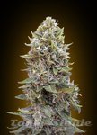 00 SEEDS BANK - Auto Cheese Berry