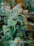 ! Orange Bud