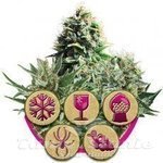 ROYAL QUEEN SEEDS - Feminized Mix