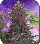 BUDDHA SEEDS - Buddha Purple Kush Auto