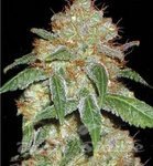 BULK SEED BANK - Dark Domina