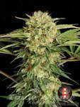 SERIOUS SEEDS - Motavation
