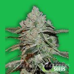 BOMB SEEDS - Atomic