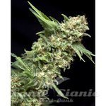 PYRAMID SEEDS - Alpujarrena