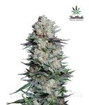 FASTBUDS - Mexican Airlines