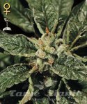 GREEN HOUSE SEEDS - Bubba Kush